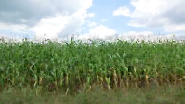 Поле кукурузы вдоль дороги — стоковое видео