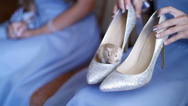 Διακοσμητικά ποντίκι στο παπούτσι της νύφης — Αρχείο Βίντεο