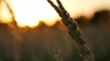 Yaz - çim sahada günbatımında bir alanda mısır kulakları