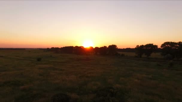 Zonsondergang tussen de bomen in de zomer - aero — Stockvideo