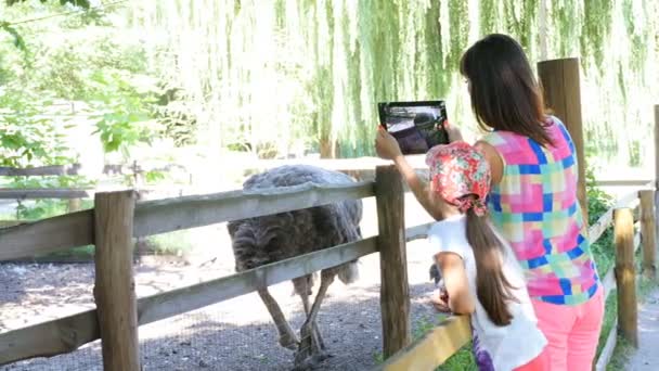 Красивая девушка делает видео на планшете страуса в зоопарке — стоковое видео