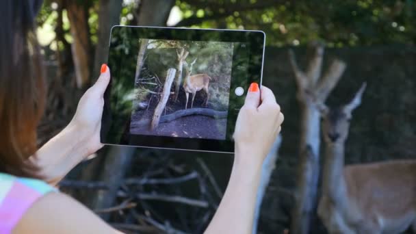 美しい少女は、動物園の鹿のタブレット上のビデオ — ストック動画