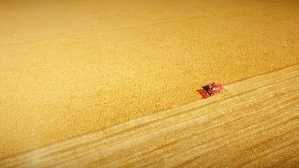 Aero: Auf dem Feld erntet die Mähdrescher Hirse - ein Foto — Stockvideo