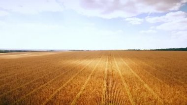 Aero: Mısır - havadan fotoğraf altın alan üzerinde bulutlu gökyüzü