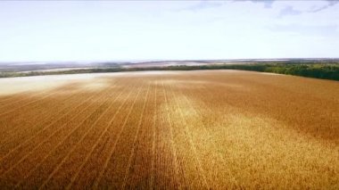 Aero: Mısır - havadan fotoğraf altın alan üzerinde bulutlu gökyüzü