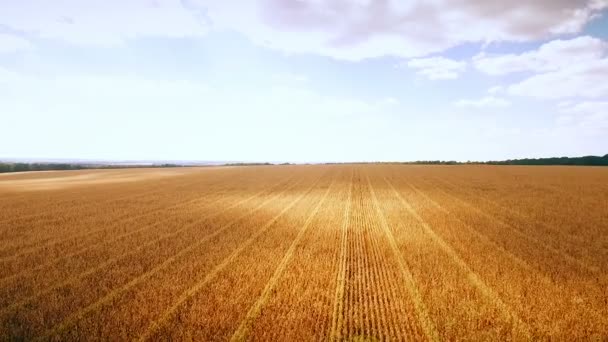 Аеро: хмарне небо над золотим полем кукурудзи - аерофотозйомка — стокове відео