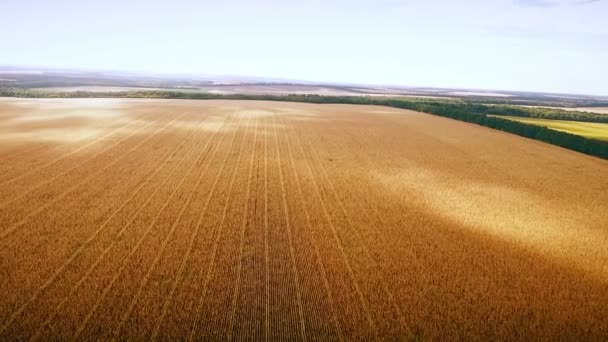 Aero: bewolkte hemel over gouden veld van maïs - luchtfoto — Stockvideo