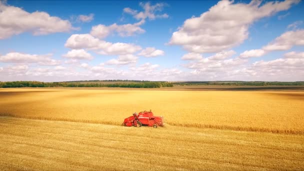 Aero: in the field harvester reaps millet - a ri l photo — Stock Video