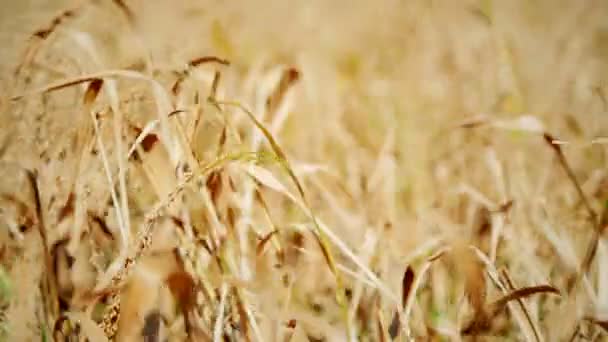 Champ de blé : ciel nuageux sur champ doré. pluie avant 