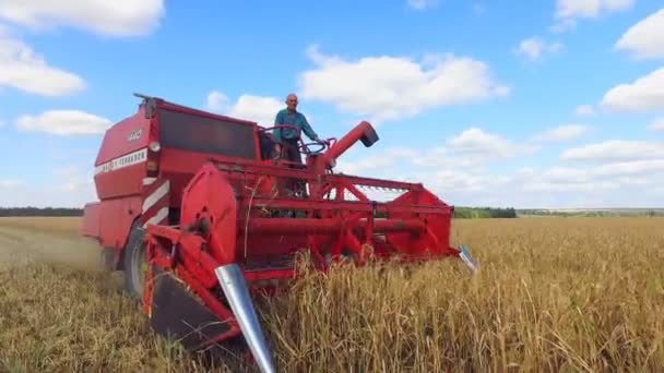 フィールドで収穫を収獲するミレー — ストック動画