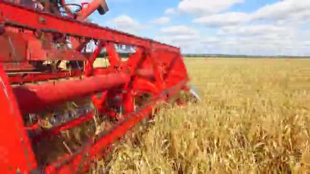 In het veld plukt harvester gierst — Stockvideo