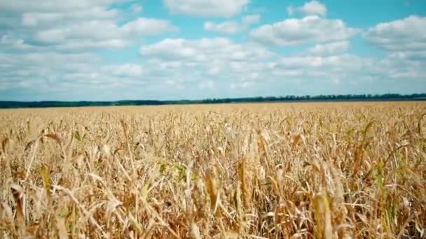 Campo de trigo: cielo nublado sobre campo dorado. lluvia antes de — Vídeo de stock