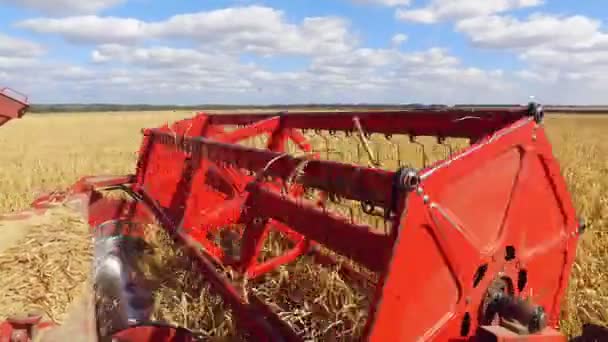 No campo colheitadeira colhe painço — Vídeo de Stock