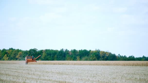 Im Feld erntet der Erntehelfer Hirse — Stockvideo