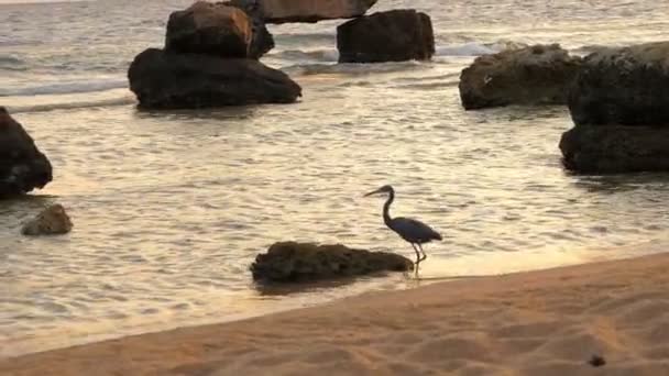 Madár a tenger közelében. egy szürke madár hosszú lábakkal, mint egy gém, sétál a homokos tengerparton, a tenger mellett. — Stock videók