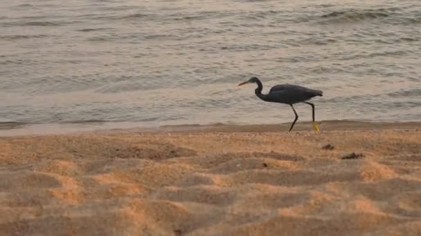 바다 근처에 새가 있어. 백로처럼 긴 다리를 가진 회색 새가 해 안을 따라 모래 해 변을 따라 걸어 다닌다. — 비디오