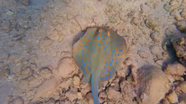 Stingray. de petits raies tachetées bleues nagent près du fond marin. gros plan. — Video