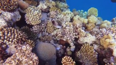 Deniz altı dünyası. Mercanlar. Mercanların arasında gri benekli bir balık yüzüyor. Su altında