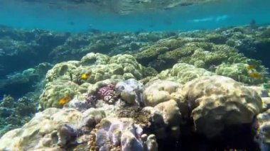 Deniz altı, sualtı dünyası. Mercanlar. Balıklar mercanların arasında yüzer..