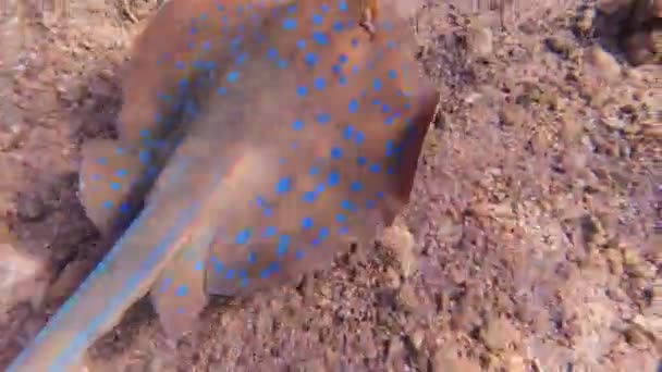 Pijlstaartrog. kleine, blauwgevlekte pijlstaartroggen zwemmen in de buurt van de zeebodem. close-up. — Stockvideo