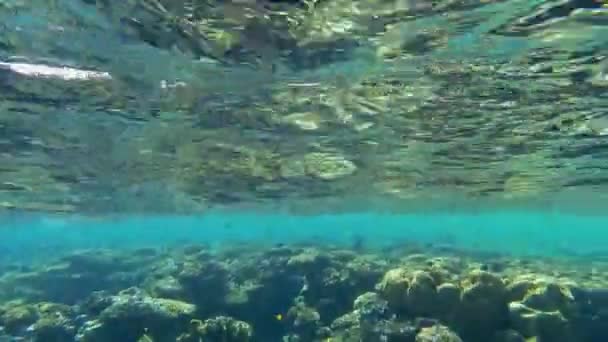海底，水下世界。珊瑚。鱼在珊瑚中游动。阳光反射在水面上. — 图库视频影像