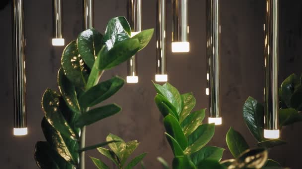 Zamioculcas. close-up. Daun hijau abadi dan cabang-cabang tanaman rumah di antara lampu-lampu. di dalam ruangan tanaman dan bunga — Stok Video