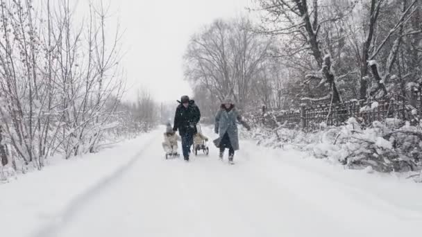 Rodinné sáňky v zimě. venkovní zimní aktivity. Veselá, smějící se, hravá čtyřčlenná rodina si užívá sáňkování svých dětí na zasněžené cestě, v lese, při sněžení. rodina se baví — Stock video