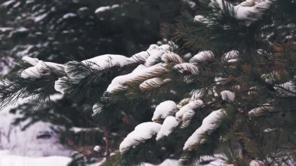 Winterbos. close-up. Sneeuwwitte pijnbomen, besneeuwde takken. dennenbomen van winterhout — Stockvideo