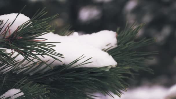 Winterbos. close-up. Sneeuwwitte pijnbomen, besneeuwde takken. dennenbomen van winterhout — Stockvideo