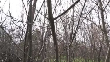 Ormandaki çöplük. Ekolojik bir sorun. Bahar ormanının ortasında yasadışı çöplük. Bir yığın plastik torba, yiyecek atıkları, çöpler, açık havaya atılmış. Çevre kirliliği. Ormanda depolama
