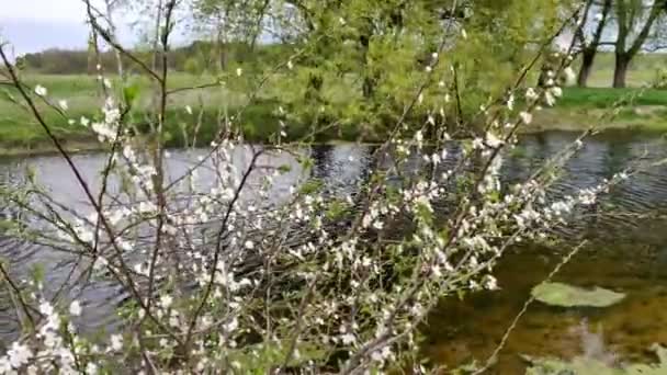 花の木。白い花を咲かせる木の枝。春の風景。草原の川だ。川沿いに木のある小さな川は — ストック動画