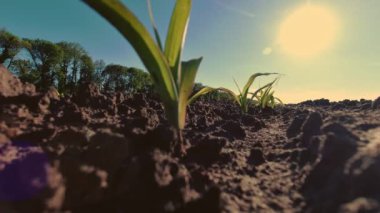 Mısır yetiştiriyor. Genç yeşil mısır. Yakın plan. Mısır tohumları tarımda sıra sıra yetişiyor. Günbatımının arkaplanı ve koyu kahverengi verimli toprak. Mısır tarlası. Tarım. eko çiftliği