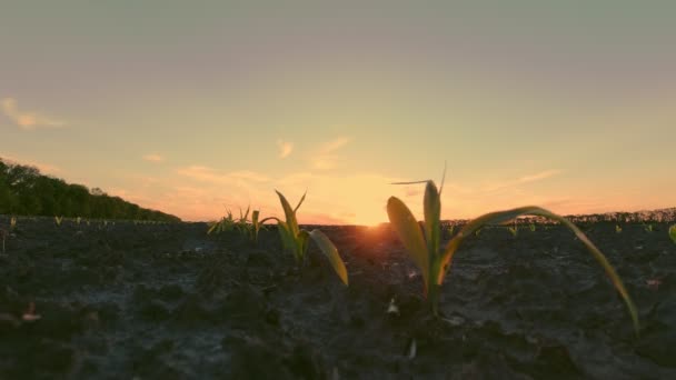 Cultivo de maíz. maíz verde joven. Primer plano. Las plántulas de maíz están creciendo en hileras en el campo agrícola. telón de fondo de puesta del sol y tierra fértil y húmeda de color marrón oscuro. Campo de maíz. Agricultura. granja ecológica — Vídeos de Stock