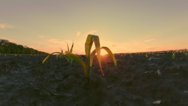 Kukuřice roste. Mladá zelená kukuřice. detailní záběr. Kukuřičné sazenice rostou v řadách na zemědělském poli. pozadí západu slunce a tmavě hnědé úrodné, vlhké půdy. Kukuřičné pole. Zemědělství. eko farma — Stock video