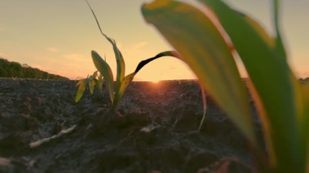 Cultivo de maíz. maíz verde joven. Primer plano. Las plántulas de maíz están creciendo en hileras en el campo agrícola. telón de fondo de puesta del sol y tierra fértil y húmeda de color marrón oscuro. Campo de maíz. Agricultura. granja ecológica — Vídeos de Stock