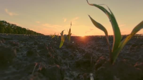 トウモロコシの栽培。若い緑のトウモロコシ。接近中だ。トウモロコシの苗は農業分野で列になって成長しています。日没と暗褐色の肥沃な湿った土壌の背景。トウモロコシ畑。農業。エコファーム — ストック動画