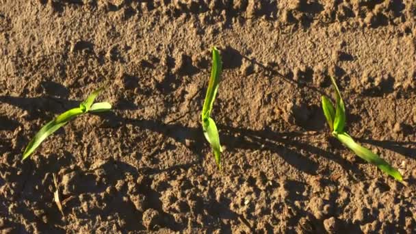 Corn growing. young green corn. top view. close-up. Corn seedlings are growing in rows on agricultural field. backdrop of dark brown soil. sunset soft light. Corn field. Agriculture. eco farm — Stock Video