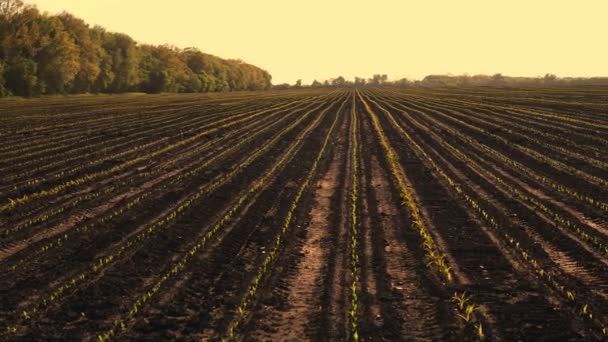 Cultivo de maíz. maíz verde joven. Las plántulas de maíz están creciendo en hileras en el campo agrícola. telón de fondo de puesta del sol y tierra fértil y húmeda de color marrón oscuro. Campo de maíz. Agricultura. agricultura ecológica, agricultura — Vídeos de Stock