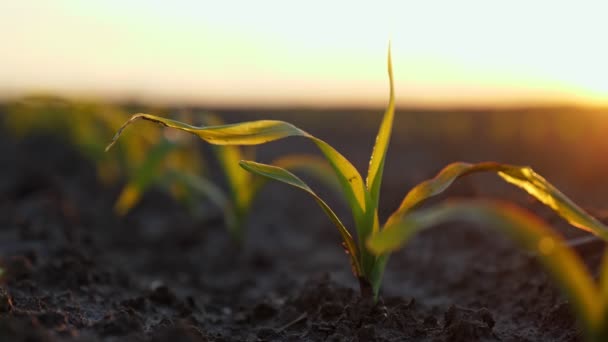 トウモロコシの栽培。若い緑のトウモロコシ。接近中だ。トウモロコシの苗は農業分野で列になって成長しています。日没と暗褐色の肥沃な湿った土壌の背景。トウモロコシ畑。農業。エコファーム — ストック動画