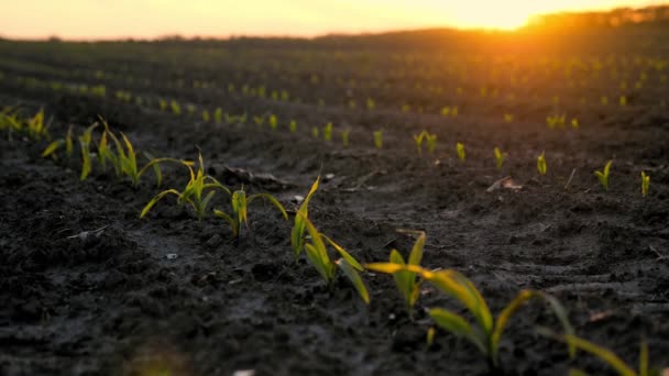 Kukuřice roste. Mladá zelená kukuřice. detailní záběr. Kukuřičné sazenice rostou v řadách na zemědělském poli. pozadí západu slunce a tmavě hnědé úrodné, vlhké půdy. Kukuřičné pole. Zemědělství. eko farma — Stock video