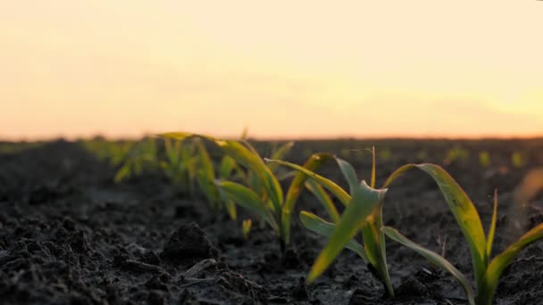 Maïs groeit. Jonge groene maïs. close-up. Maïszaailingen groeien in rijen op landbouwgebied. achtergrond van zonsondergang en donkerbruine vruchtbare, vochtige grond. Maïsveld. Landbouw. eco-boerderij — Stockvideo