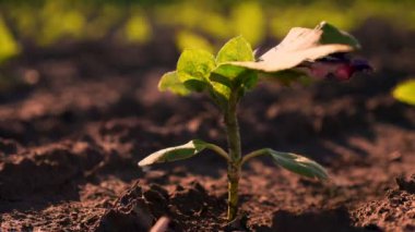 Ayçiçeği yetişiyor. Ayçiçeği tarlası. Yakın plan. Genç yeşil ayçiçeği filizleri gün batımında, tarımın kahverengi topraklarında yetişiyor. ayçiçeği filizi. Tarım. eko çiftliği, tarım