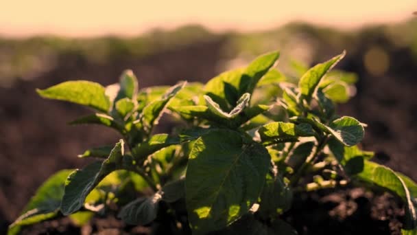 Potatisodling. Potatisbuske, groddar. närbild. unga gröna potatisplantor växer på jordbruksmark, i solnedgångsljus. Potatisfält. Jordbruk. ekologiskt jordbruk, jordbruksföretag — Stockvideo