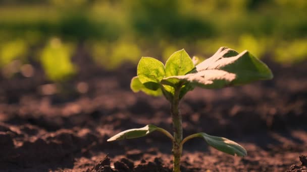 Sonnenblumenanbau. Sonnenblumenfeld. Nahaufnahme. Der junge grüne Sonnenblumensämling wächst im Sonnenuntergang auf dem braunen Boden des landwirtschaftlichen Feldes. Sonnenblumensprossen. Landwirtschaft. Öko-Bauernhof, Landwirtschaft — Stockvideo