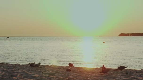 Gołębie o zachodzie słońca. Gołębie na plaży. gołębie wiosłują w piasku na plaży nad morzem, o wschodzie lub zachodzie słońca, w promieniach słońca. — Wideo stockowe