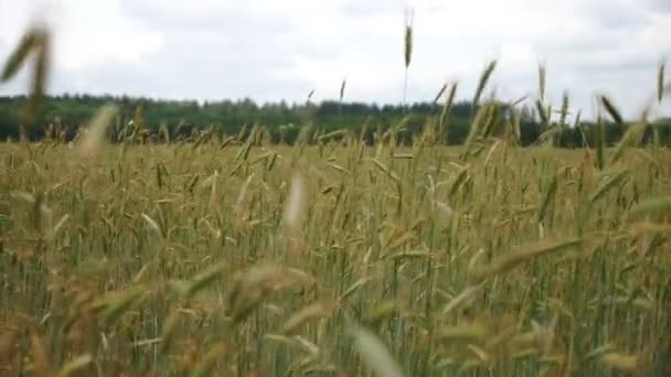 Пшеничне поле. ячмінні вуха. жито. крупний план. Зелені ячмінні або пшеничні вуха повільно ширяють у вітрі, на полі, в літній день. Свіжі зелені зернові культури. Сільське господарство . — стокове відео