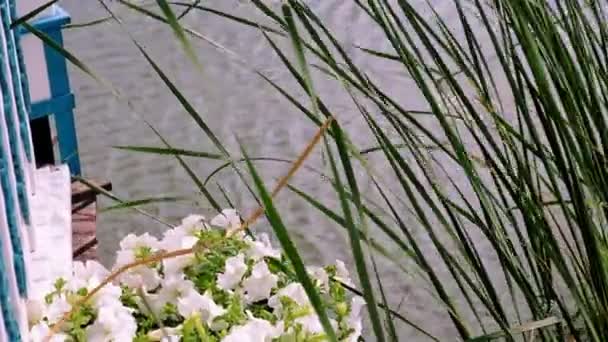 Blumenschmuck. Nahaufnahme. blühende Petunien. am Wasser, auf dem Teich. Schilf wiegt sich im Wind. Landschaftsbau. Botanischer Garten. — Stockvideo