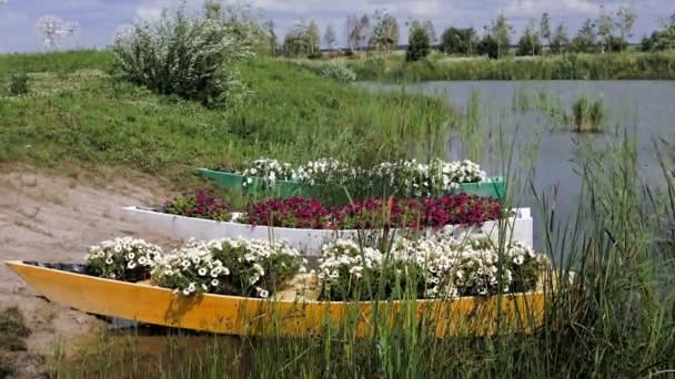 Landskapsarkitektur, blommig design. Blommande petunior. dekorativa båtar dekorerade med petunior står vid stranden av en damm eller sjö. Botaniska trädgården. — Stockvideo