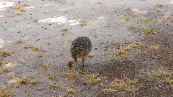 Peternakan burung unta. Burung unta bertani. Sedikit berbulu burung unta berjalan di sekitar halaman pertanian dengan rasa ingin tahu. bayi burung unta adalah merumput di peternakan — Stok Video