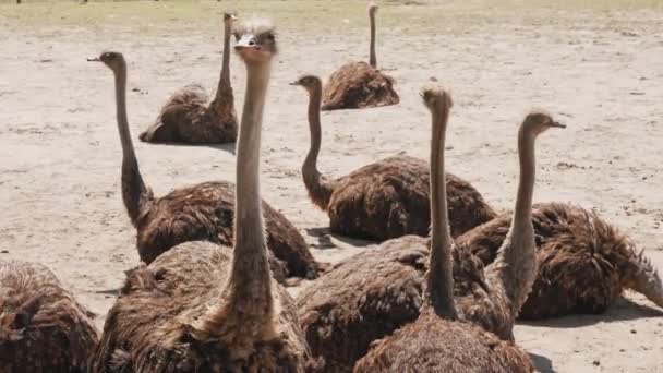 Ostrich farm. group of big ostriches are sitting on the ground in the paddock, yard of poultry farm outdoors. Ostriches farming — Wideo stockowe